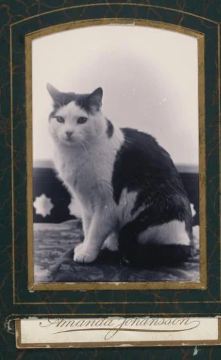 Zittende kat